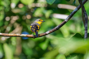 Scarlet Minivet (Pericrocotus flammeus)01