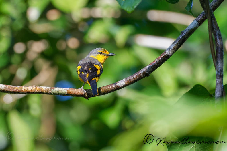 Scarlet Minivet (Pericrocotus flammeus)01.jpg