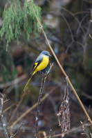 Short-billed Minivet (Pericrocotus brevirostris) (1)