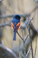 Short-billed Minivet (Pericrocotus brevirostris) (3)