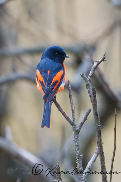 Short-billed Minivet (Pericrocotus brevirostris) (3).jpg