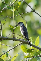 shy minivet (Pericrocotus divaricatus)