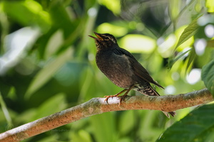 Siberian Thrush (Geokichla sibirica) (2)