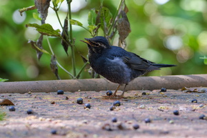 Siberian Thrush (Geokichla sibirica) (3)