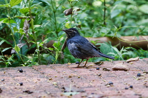 Siberian Thrush (Geokichla sibirica) (4)