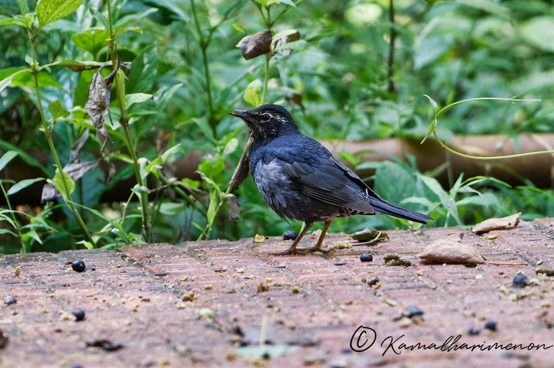 Siberian Thrush (Geokichla sibirica) (4).jpg