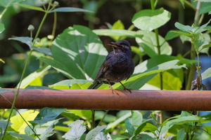 Siberian Thrush (Geokichla sibirica) (5)