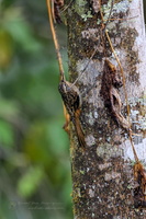 Sikkim Treecreeper (Certhia discolor)01