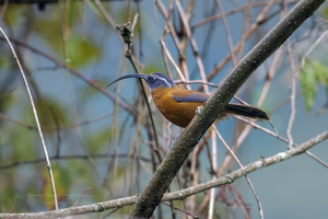 slender-billed scimitar babbler (Pomatorhinus superciliaris) (1)