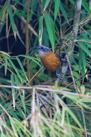slender-billed scimitar babbler (Pomatorhinus superciliaris) (2)