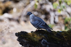 snow pigeon (Columba leuconota) (1)