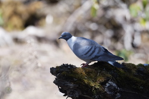 snow pigeon (Columba leuconota) (2)
