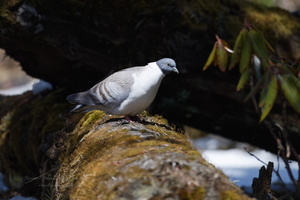 snow pigeon (Columba leuconota) (3)