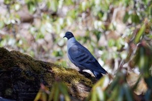 snow pigeon (Columba leuconota) (4)
