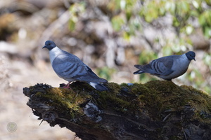snow pigeon (Columba leuconota) (5)