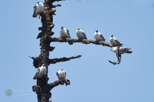 snow pigeon (Columba leuconota)