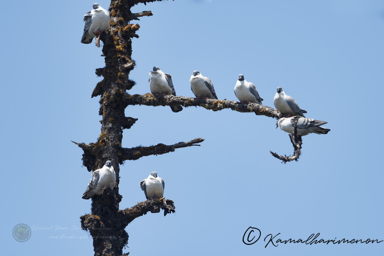 snow pigeon (Columba leuconota).jpg