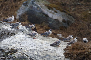 Snow Pigeon (Columba leuconota)1 (1)