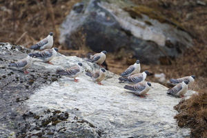 Snow Pigeon (Columba leuconota)1 (2)