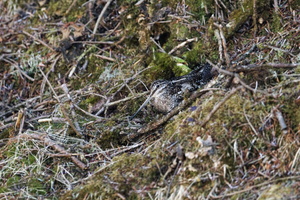 Solitary Snipe (Gallinago solitaria) (1)