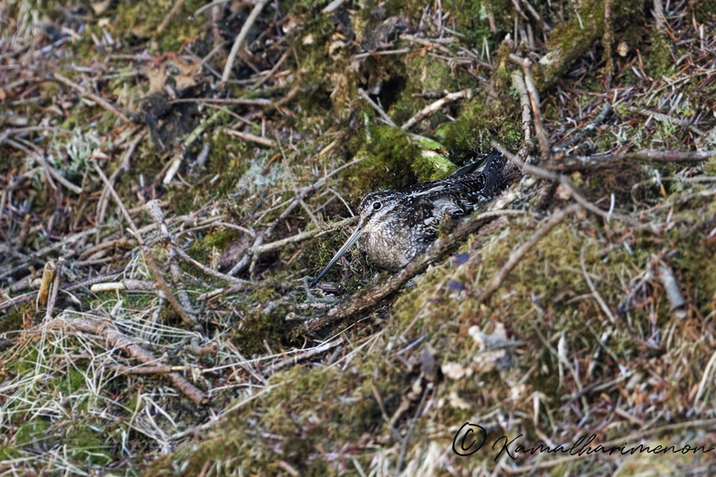 Solitary Snipe (Gallinago solitaria) (1).jpg
