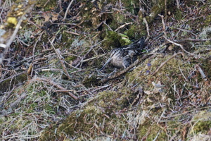 Solitary Snipe (Gallinago solitaria) (2)