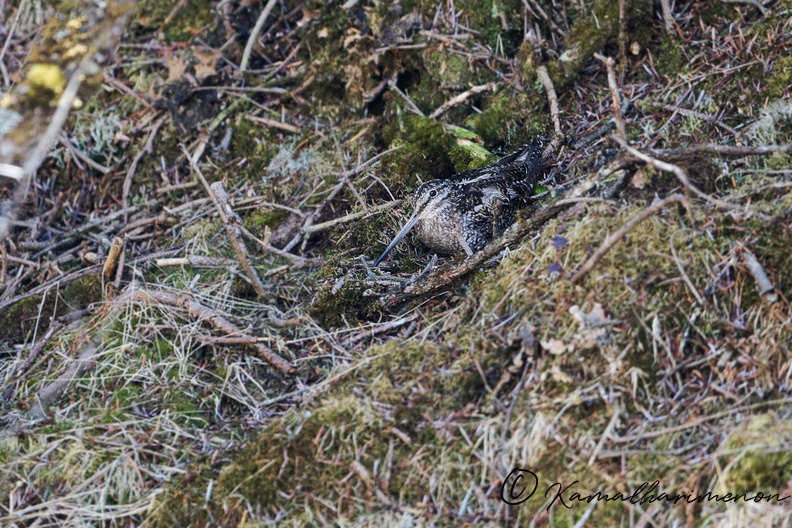 Solitary Snipe (Gallinago solitaria) (2).jpg