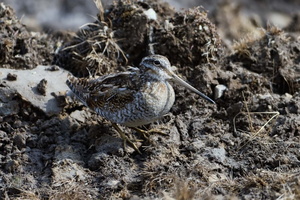 Solitary Snipe (Gallinago solitaria)1 (2)