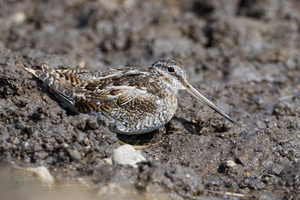 Solitary Snipe (Gallinago solitaria)1 (3)
