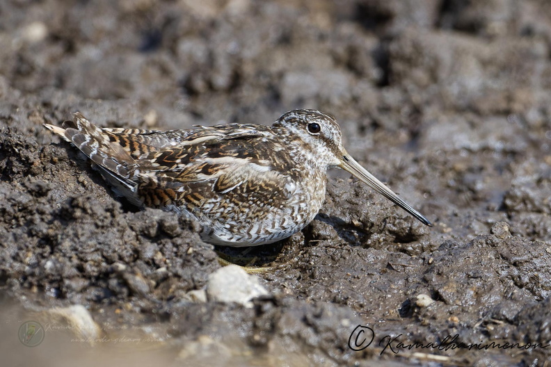 Solitary Snipe (Gallinago solitaria)1 (3).jpg
