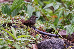 Spotted Elachura (Elachura formosa)