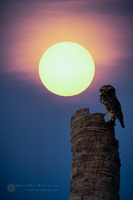 Spotted owlet (Athene brama)