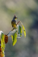 Striated Bulbul (Pycnonotus striatus)