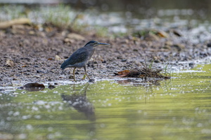 Striated Heron (Butorides striata)