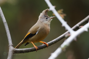 Stripe-throated Yuhina (Yuhina gularis) (1)