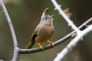 Stripe-throated Yuhina (Yuhina gularis) (2)