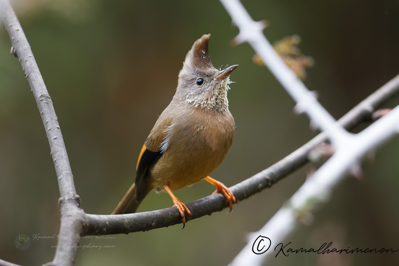 Stripe-throated Yuhina (Yuhina gularis) (2).jpg