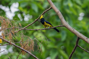 Sultan Tit (Melanochlora sultanea)
