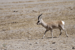 Tibetan gazelle (1)