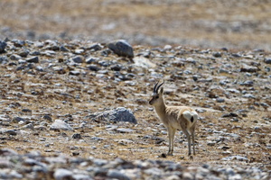 Tibetan gazelle (2)