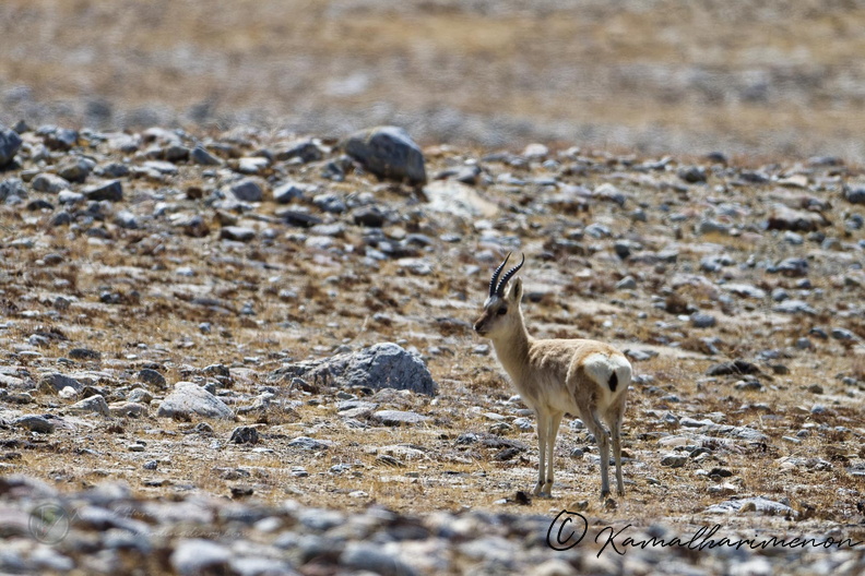 Tibetan gazelle (2).jpg