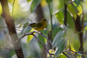 Tibetan Siskin (Spinus thibetanus)