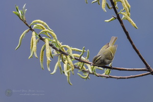 Tickell's Leaf-warbler (Phylloscopus affinis)