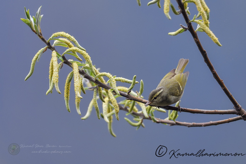 Tickell's Leaf-warbler (Phylloscopus affinis).jpg