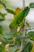 Vernal hanging parrot (Loriculus vernalis) (1)