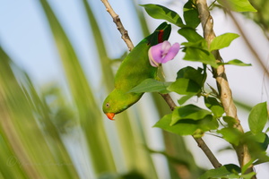 Vernal hanging parrot (Loriculus vernalis) (2)