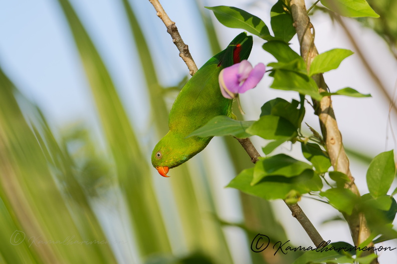 Vernal hanging parrot (Loriculus vernalis) (2).jpg