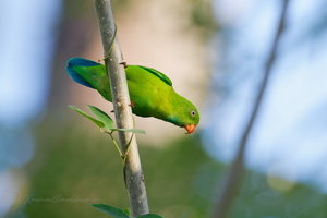 Vernal hanging parrot (Loriculus vernalis) (4)