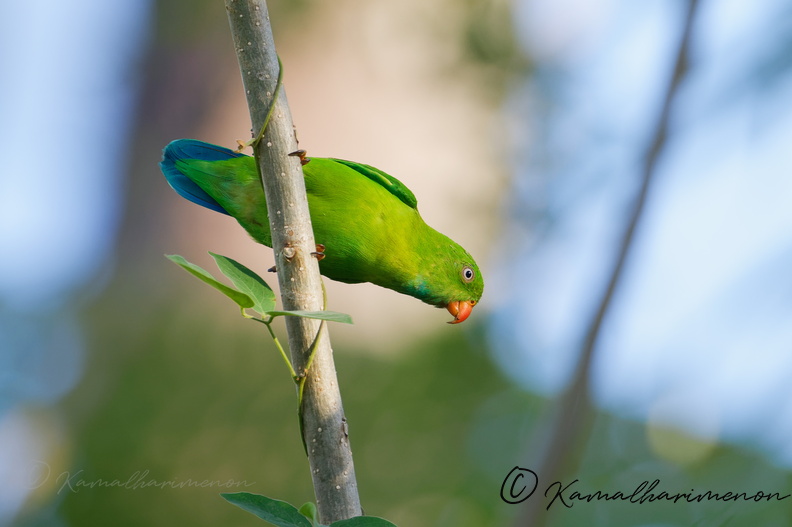 Vernal hanging parrot (Loriculus vernalis) (4).jpg