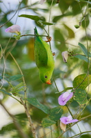 Vernal hanging parrot (Loriculus vernalis) (7)